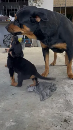 rottweiler 45 dias