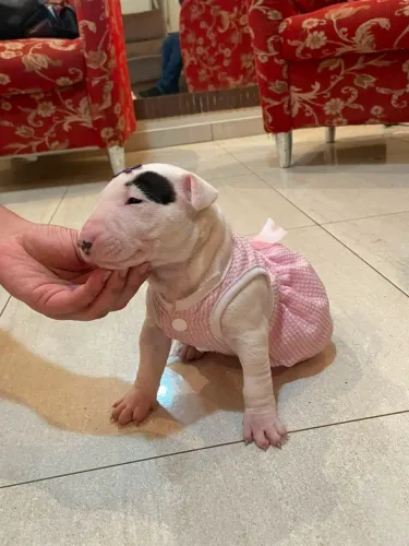 Filhote de bull terrier fêmea branca pirata down face