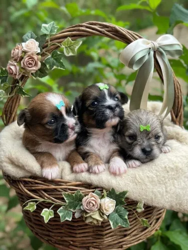 Lindos shihtzu mini Femea e Machos Promocao mes das crianças