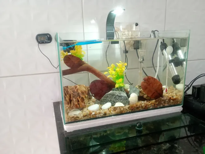 Vendo aquário 19 litros completo