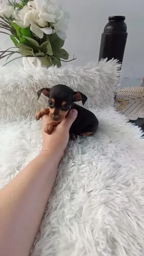Pinscher zerinho macho
