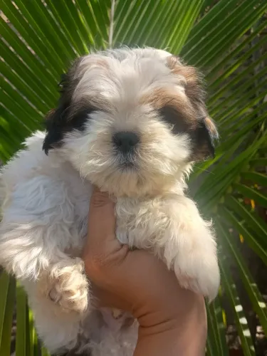 Shih-tzu macho com 45 dias vacinado 