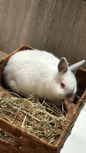 Promocao de mini coelhos