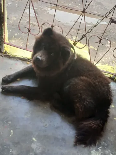 ? 1 ano 
