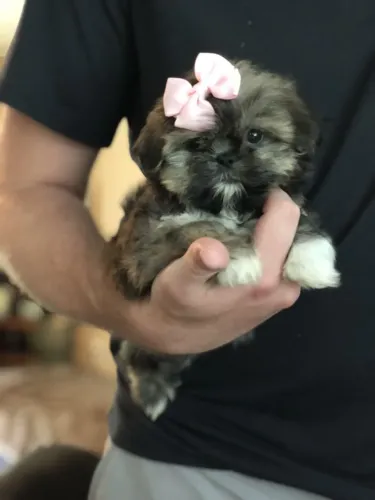 Shih Tzu Porque todo coração merece companhia verdadeira