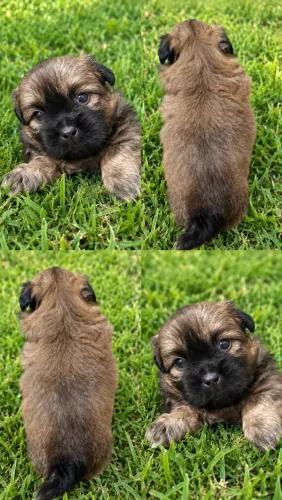 Lhasa Apso