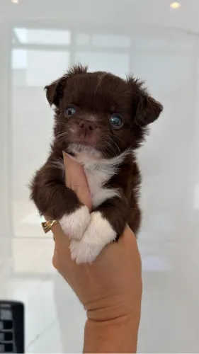 chihuahua Alto Padrão