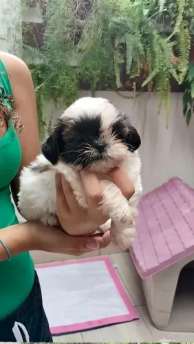 Filhote de shihtzu macho pronta entrega!