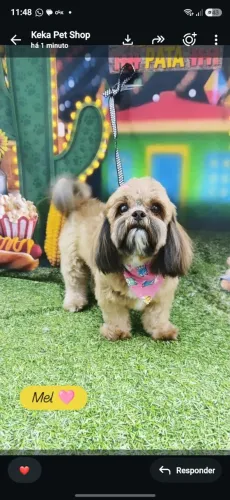 Lhasa fêmea 3 anos.
