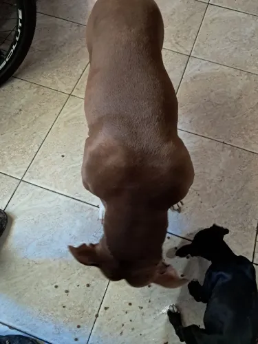 Filhotes de pit bull monster