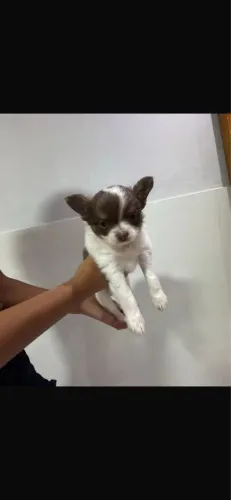 Filhote de chihuahua mãe e pai no local