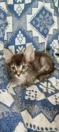 Gatinho para adoção responsável!