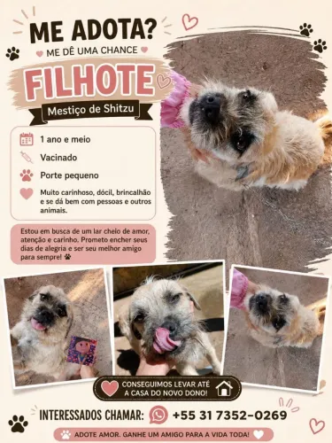 Adote o filhote