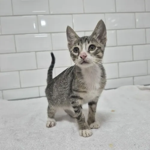 Adoção gatinho 2 meses, negativo FIV/FELV, leia o texto