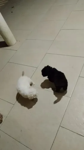 Cachorro shih tzu
