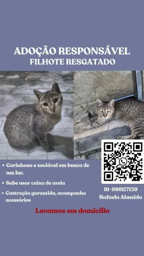GATO FILHOTE PARA ADOÇÃO/DOAÇÃO ENTREGAMOS EM QUALQUER LUGAR
