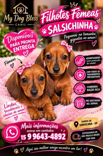 Basset teckel fêmea disponível