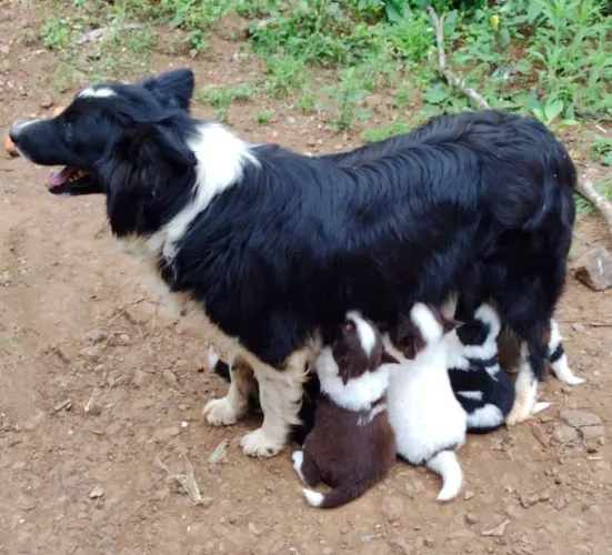 Border Collie PUROS 