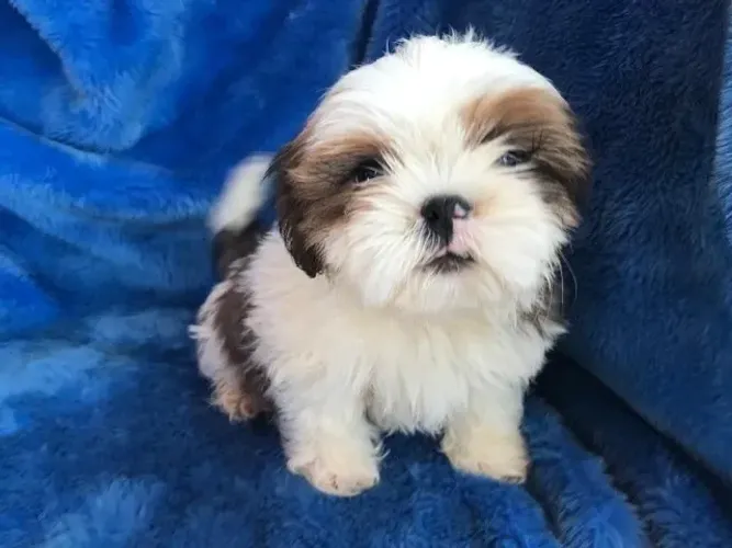 Shih tzu pequenos e fofinhos 