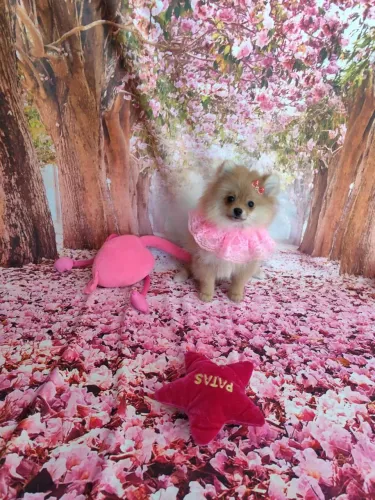 Fêmea e macho Spitz Alemão