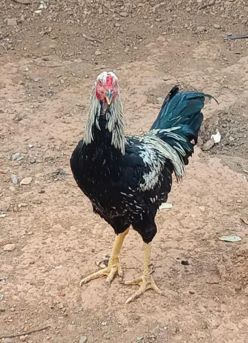 Galo e Franguinhas