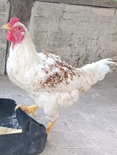 Galo caipira