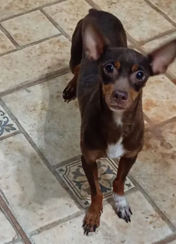 Fêmeas de pinscher n2
