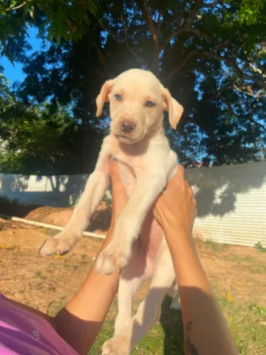 4 cachorrinhas fêmeas de 2 meses p adoção 