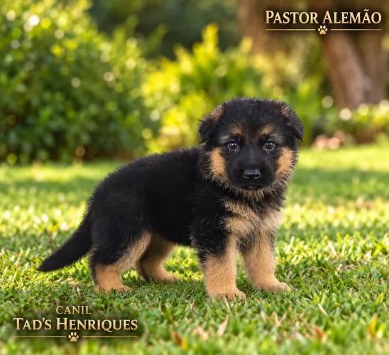 PASTOR ALEMÃO - LINDOS