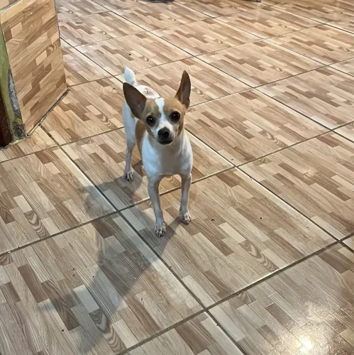 Pinscher macho 0 com 2 aninhos 