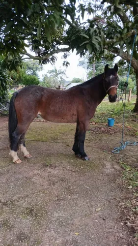 Cavalo Rosilho 
