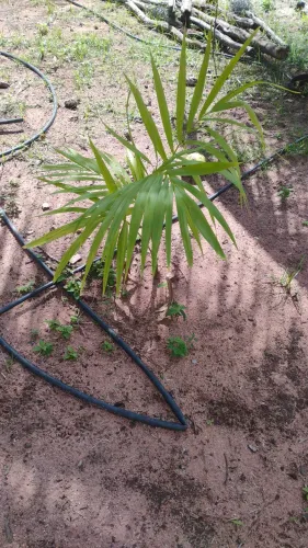 Pés de açaí