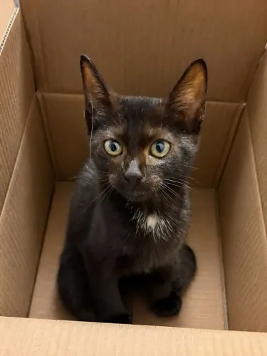 Adoção de gata