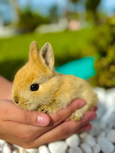 Vendo filhote de COELHO MINI
