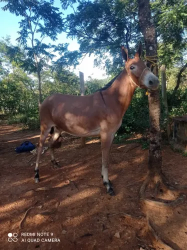 Burro 