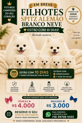 Spitz alemão anão