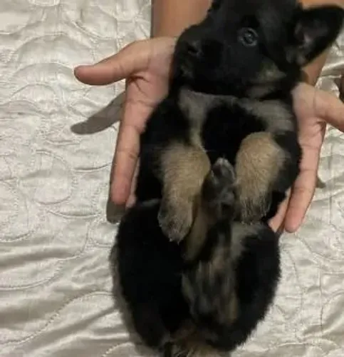 Pastor alemão Cachorrinho fofo esperando você