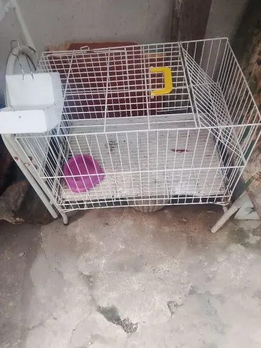 gaiola para coelhos ou outros animais