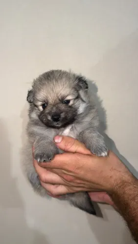 Filhote de Lulu da Pomerania