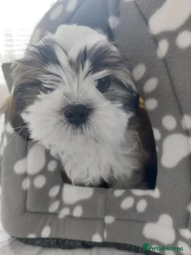 Baby shih tzu/shitzu super dócil brincalhão e saudável vacinado