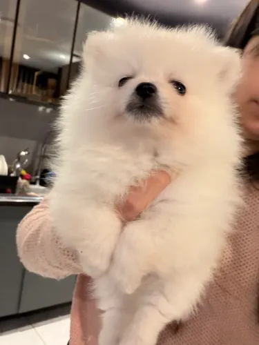 Filhote de Spitz alemão 