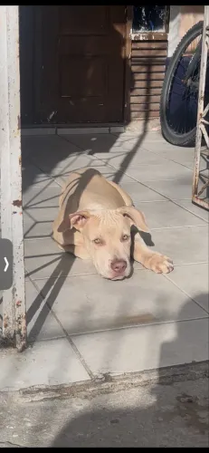 Pitbull bully