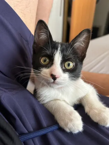 Gatinha Pandora para adoção responsável