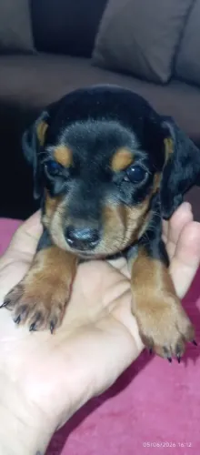 Dachshund (filhote fêmea) salsicha