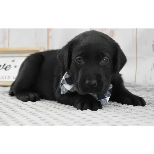 Labrador Retriever- Garanta o seu