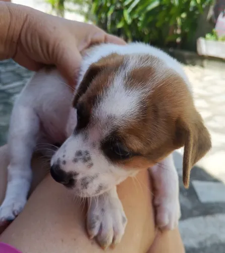 Filhos caramelos