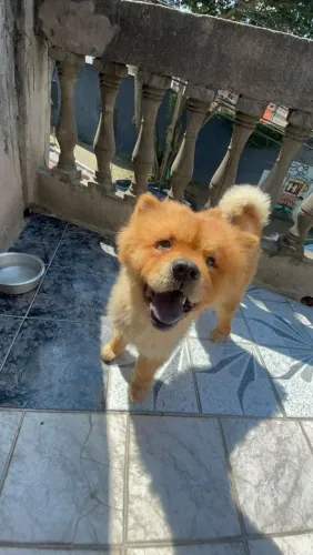 Chow Chow para adoção responsável