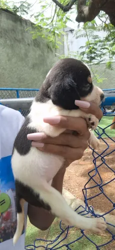 Beagle filhote