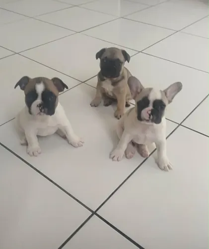 Cachorro buldogue francês