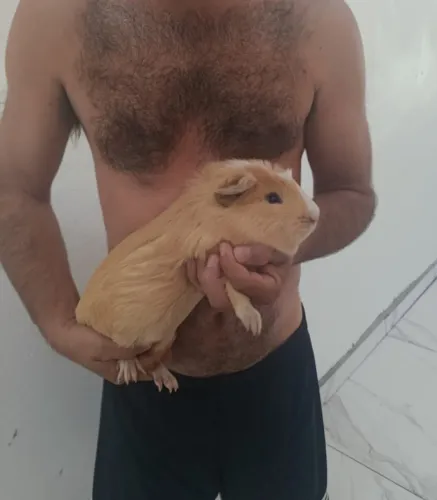 Porquinho da india cuy